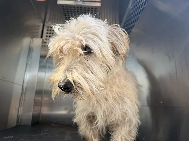Maui - Terrier