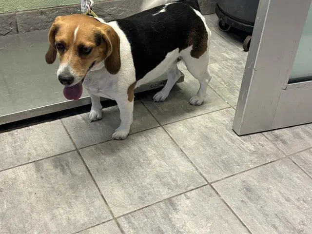Sakura - Beagle