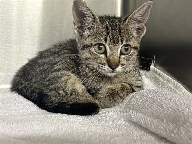 Cinnie - Domestic Short Hair