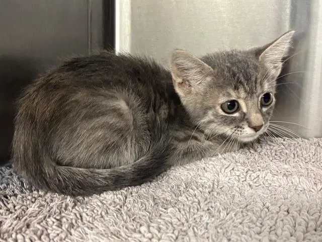 Foxy - Domestic Short Hair