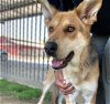 adoptable Dog in riverside, CA named Dog