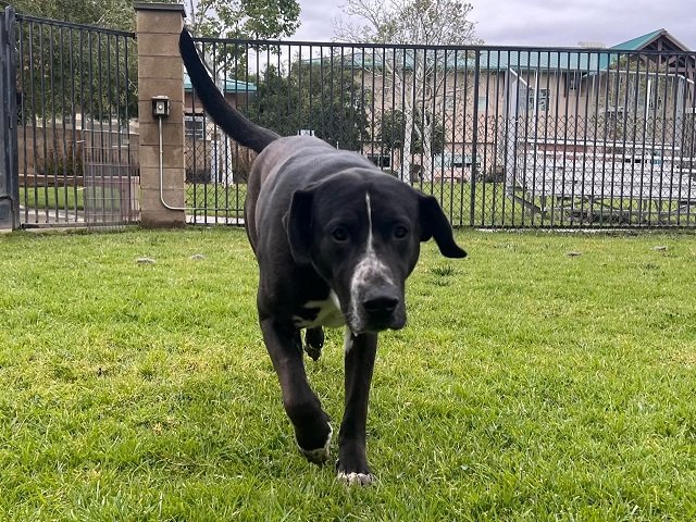adoptable Dog in Riverside, CA named Dog