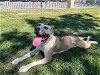 adoptable Dog in riverside, CA named Dog