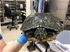 adoptable Turtle in riverside, CA named Other