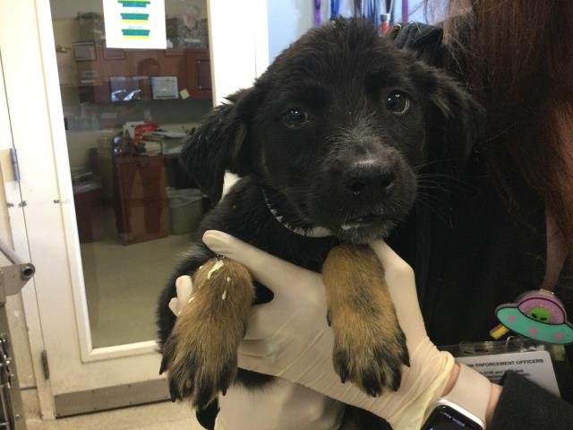 adoptable Dog in Riverside, CA named Dog