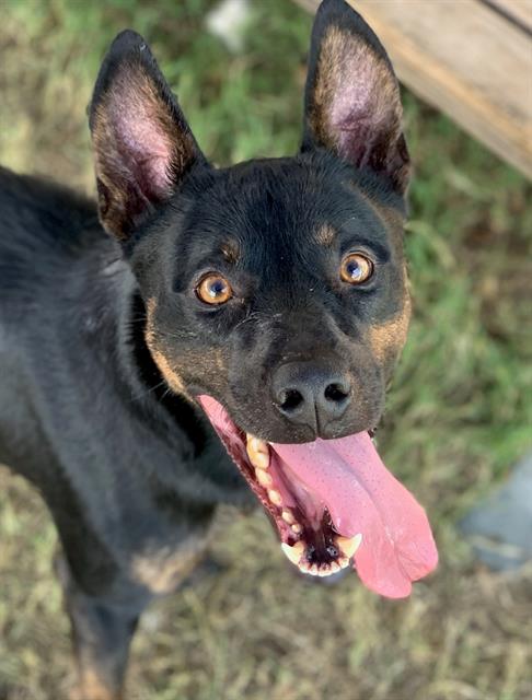 adoptable Dog in Riverside, CA named Dog