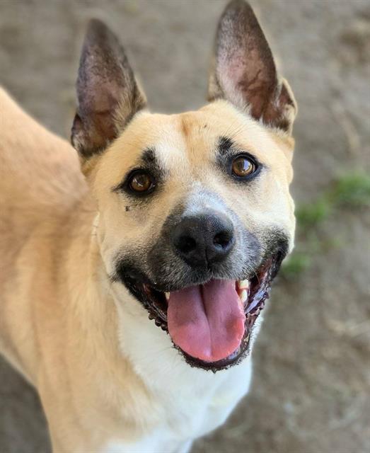 adoptable Dog in Riverside, CA named Dog