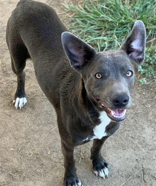 adoptable Dog in Riverside, CA named Dog