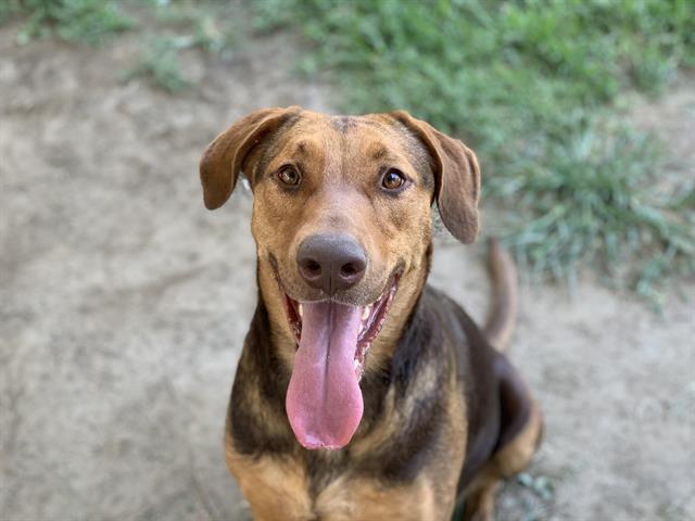 adoptable Dog in Riverside, CA named Dog