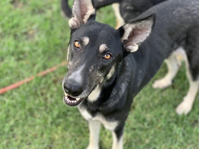 adoptable Dog in Riverside, CA named Dog