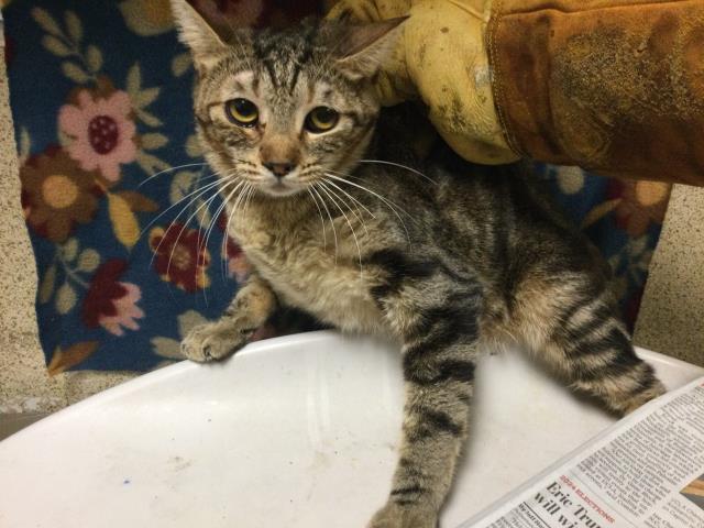 adoptable Cat in Riverside, CA named Cat