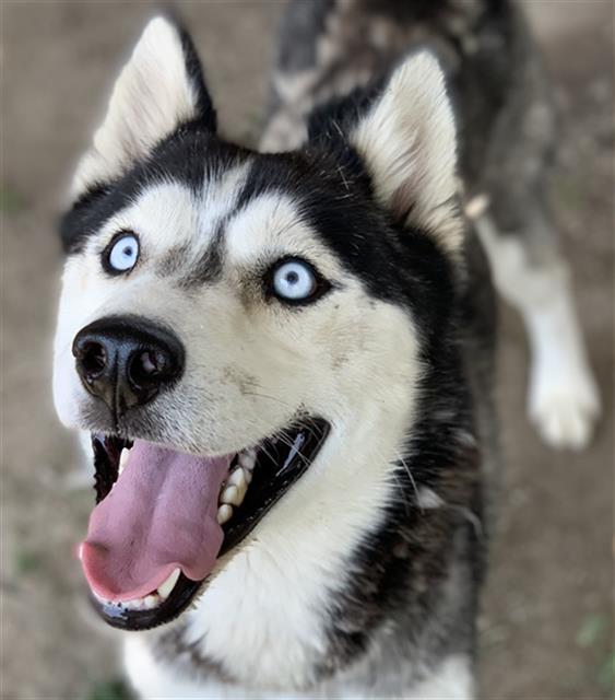 adoptable Dog in Riverside, CA named Dog