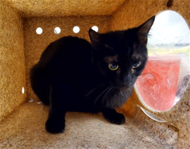 adoptable Cat in Riverside, CA named Cat