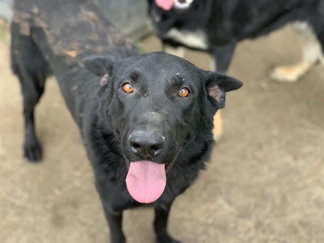 adoptable Dog in Riverside, CA named Dog