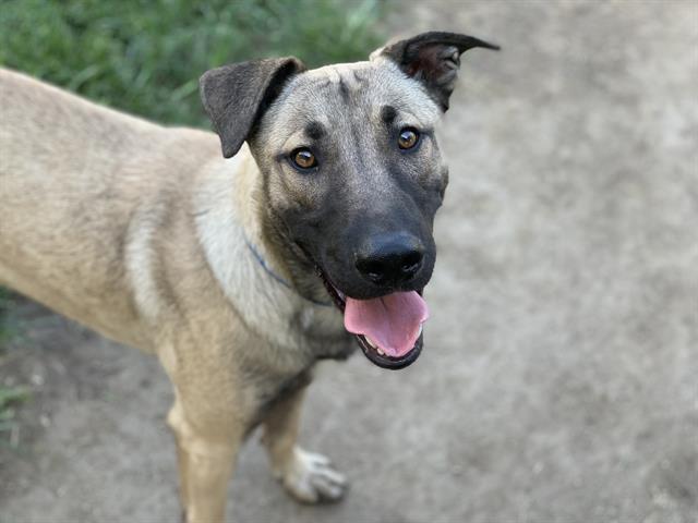 adoptable Dog in Riverside, CA named Dog