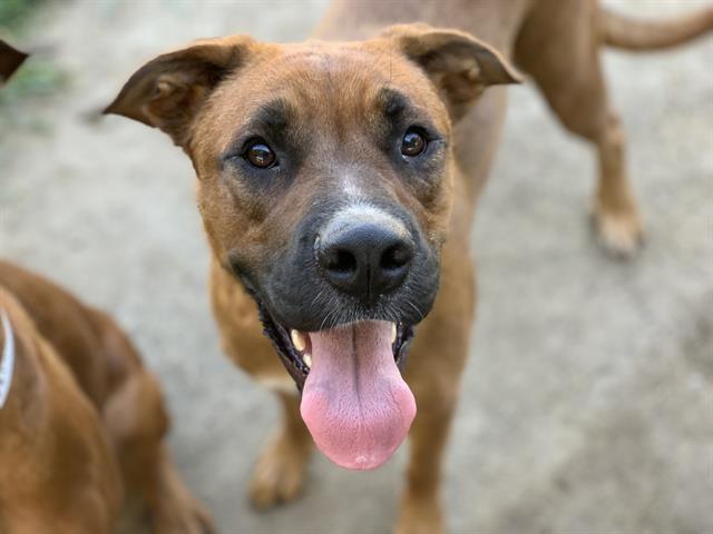 adoptable Dog in Riverside, CA named Dog