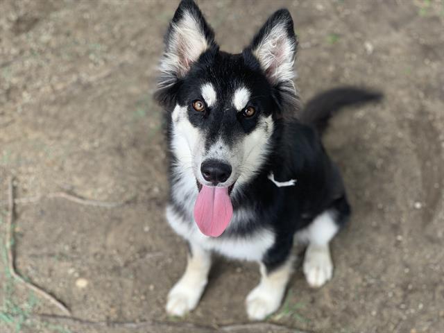 adoptable Dog in Riverside, CA named Dog