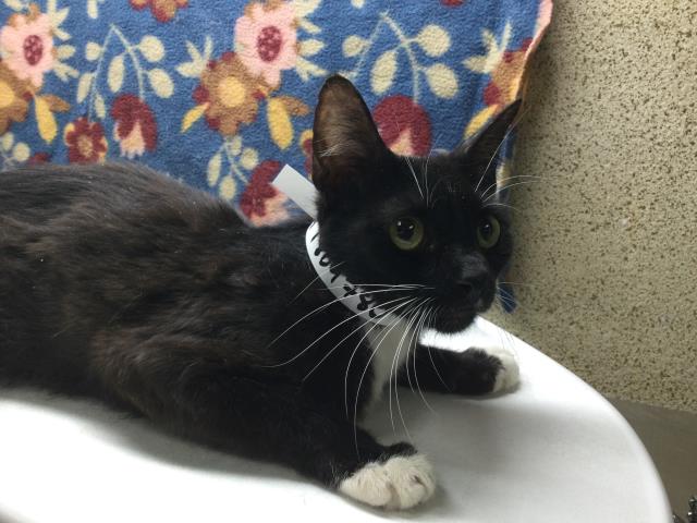 adoptable Cat in Riverside, CA named Cat