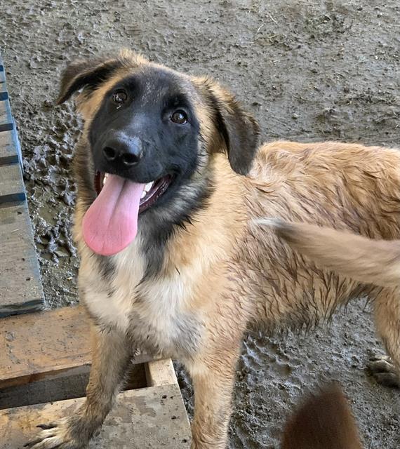 adoptable Dog in Riverside, CA named Dog