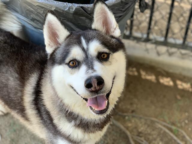 adoptable Dog in Riverside, CA named Dog