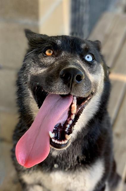 adoptable Dog in Riverside, CA named Dog