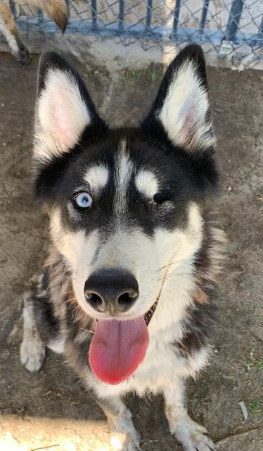 adoptable Dog in Riverside, CA named Dog