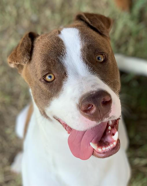 adoptable Dog in Riverside, CA named Dog