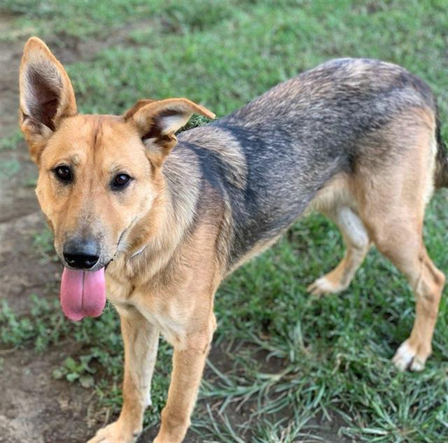 adoptable Dog in Riverside, CA named Dog