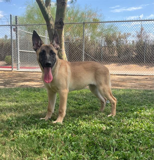 adoptable Dog in Riverside, CA named Dog