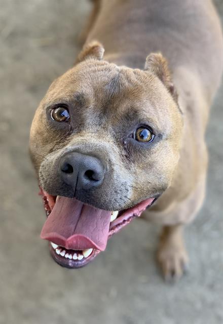 adoptable Dog in Riverside, CA named Dog