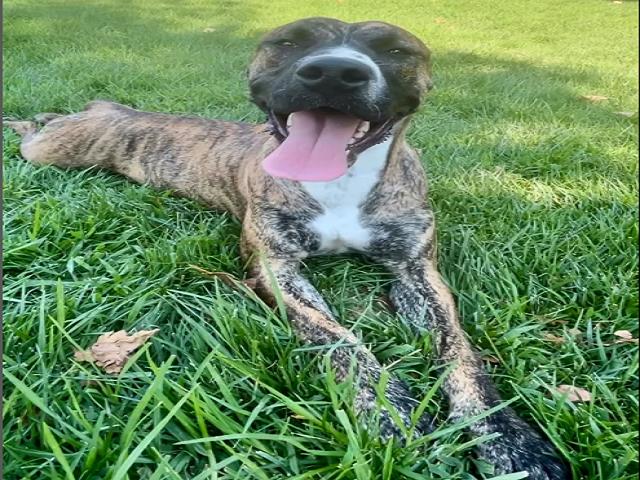 adoptable Dog in Riverside, CA named Dog