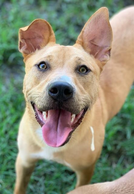 adoptable Dog in Riverside, CA named Dog