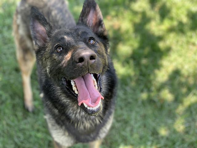 adoptable Dog in Riverside, CA named Dog