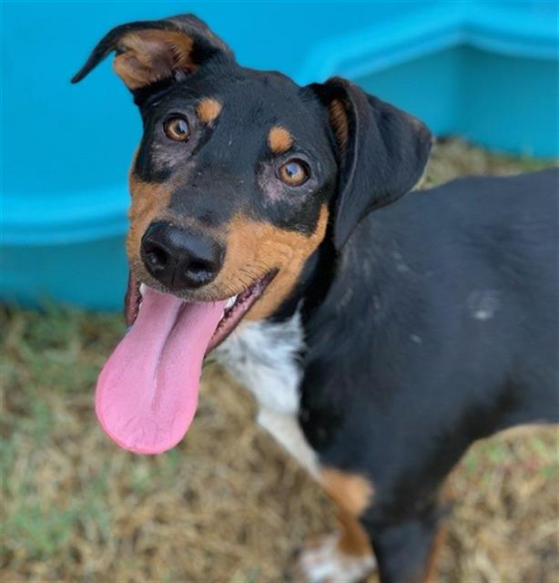 adoptable Dog in Riverside, CA named Dog