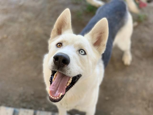 adoptable Dog in Riverside, CA named Dog