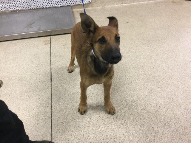 adoptable Dog in Riverside, CA named Dog