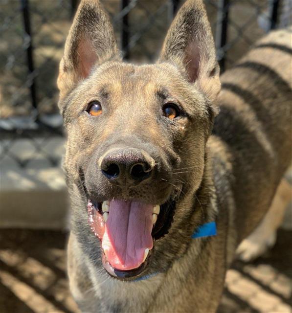 adoptable Dog in Riverside, CA named Dog