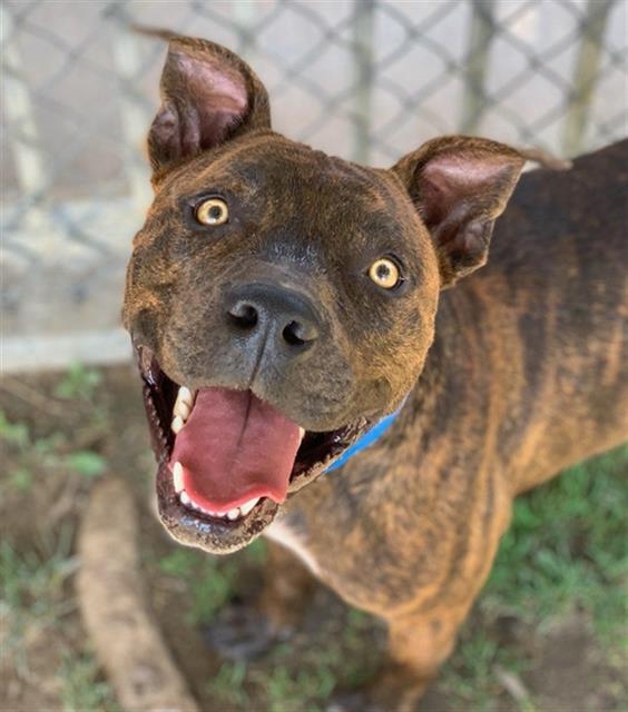 adoptable Dog in Riverside, CA named Dog