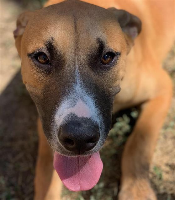 adoptable Dog in Riverside, CA named Dog