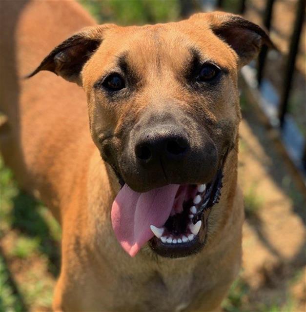 adoptable Dog in Riverside, CA named Dog