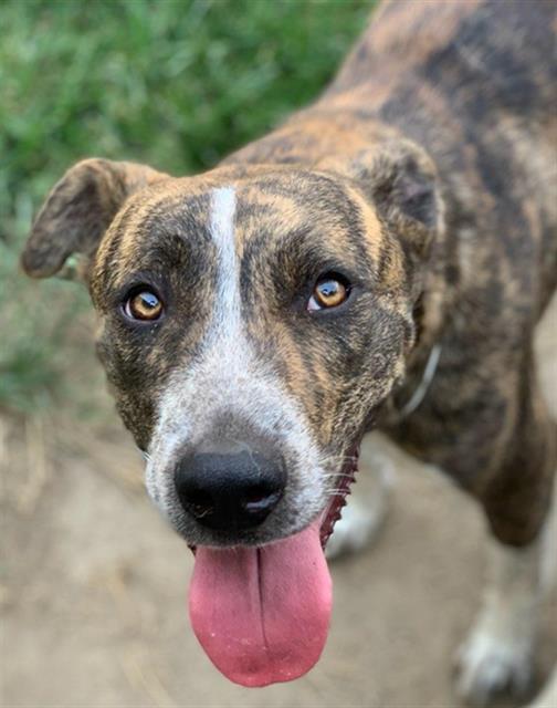 adoptable Dog in Riverside, CA named Dog