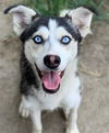 adoptable Dog in Riverside, CA named Dog