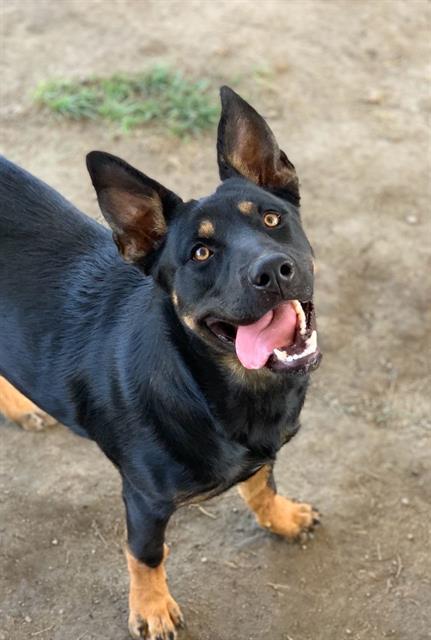 adoptable Dog in Riverside, CA named Dog