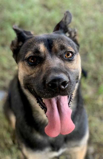 adoptable Dog in Riverside, CA named Dog