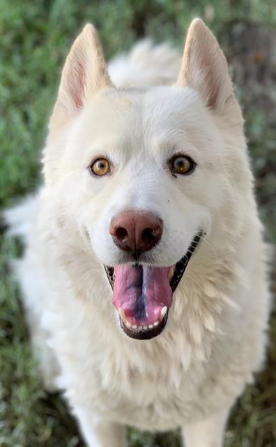 adoptable Dog in Riverside, CA named Dog