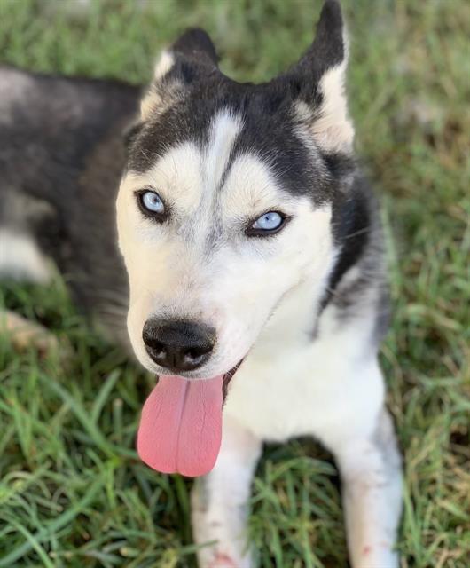 adoptable Dog in Riverside, CA named Dog