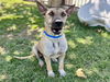 adoptable Dog in Riverside, CA named Dog