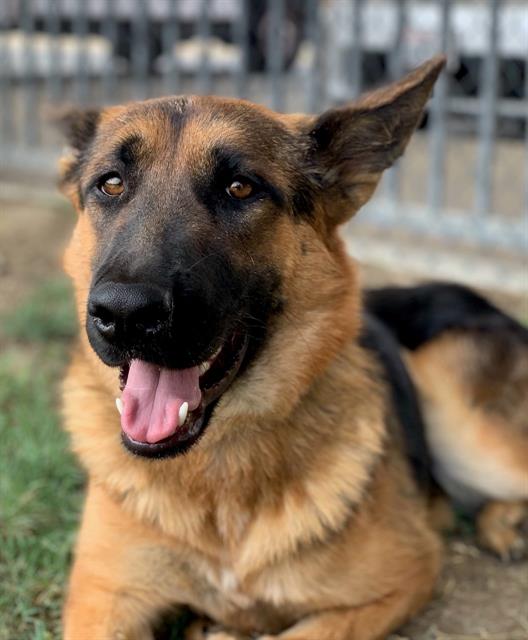 adoptable Dog in Riverside, CA named Dog