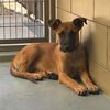 adoptable Dog in Riverside, CA named Dog