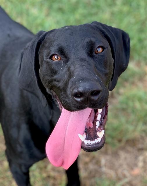 adoptable Dog in Riverside, CA named Dog